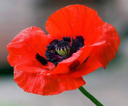 Poppy